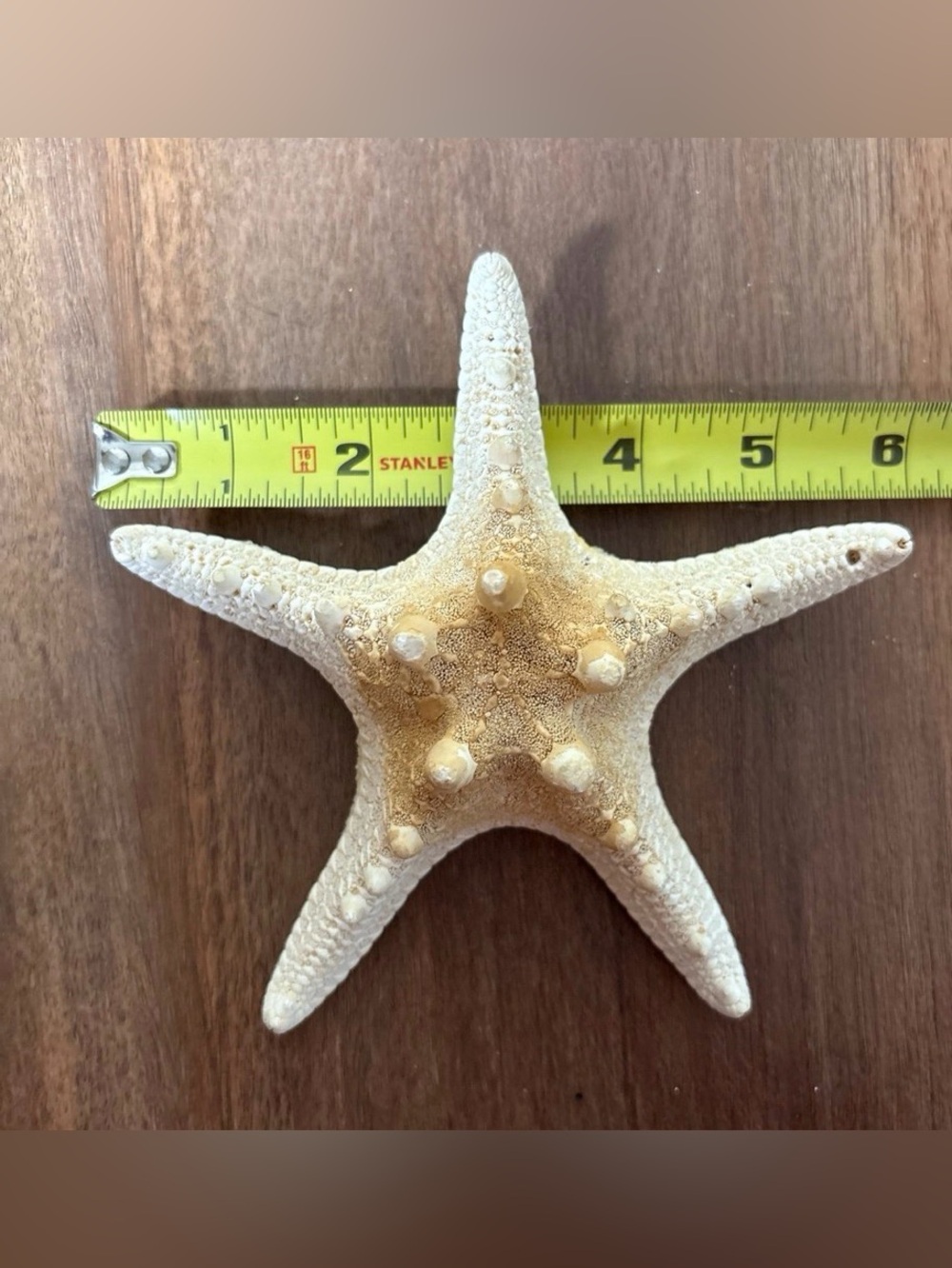 Coastal Seashell & Starfish Collection | Natural Beach Décor Display Bundle - Picture 10 of 11